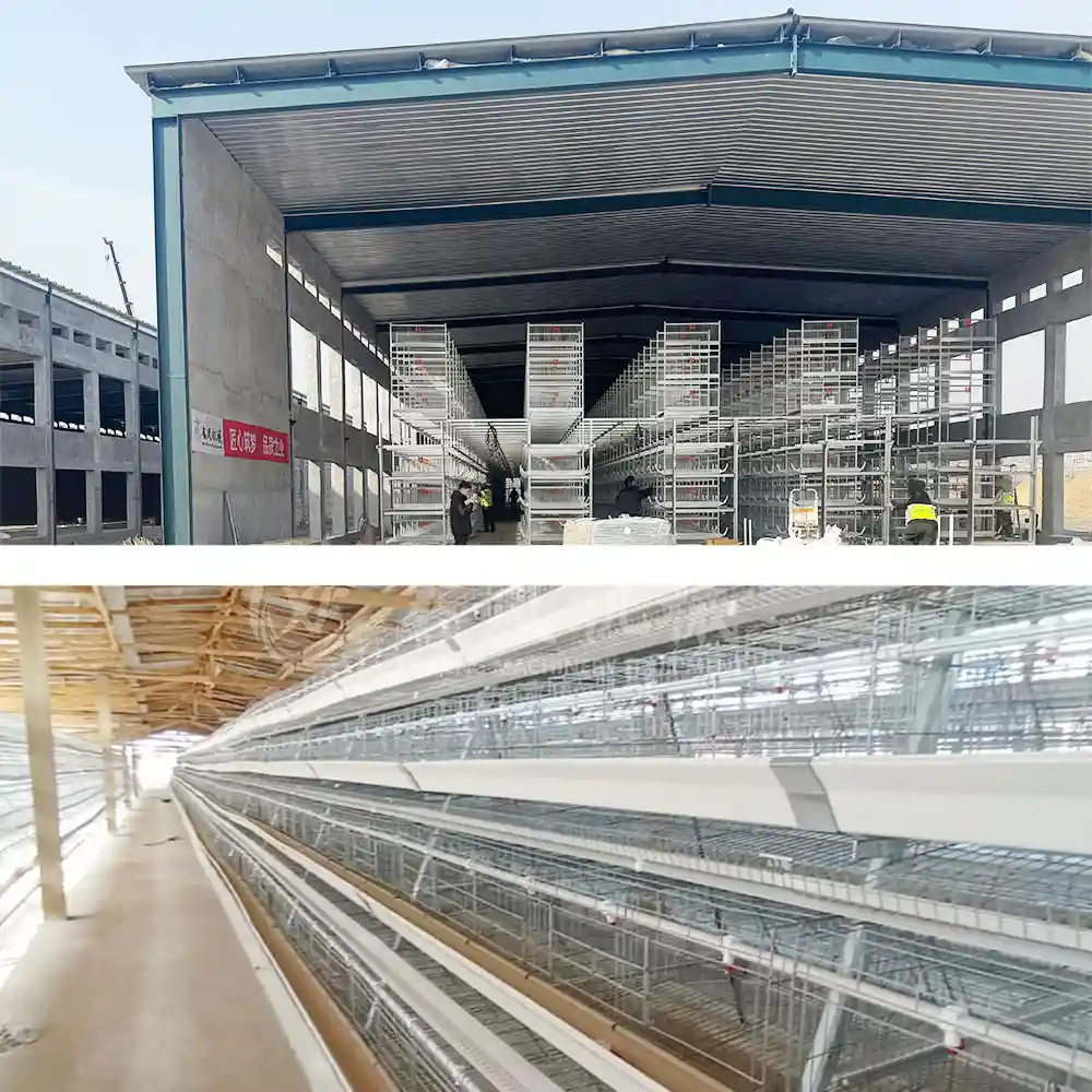 How Much Space Do You Need for 5,000–50,000 Laying Hens?