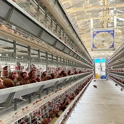 How Much Space Do You Need for 5,000–50,000 Laying Hens?