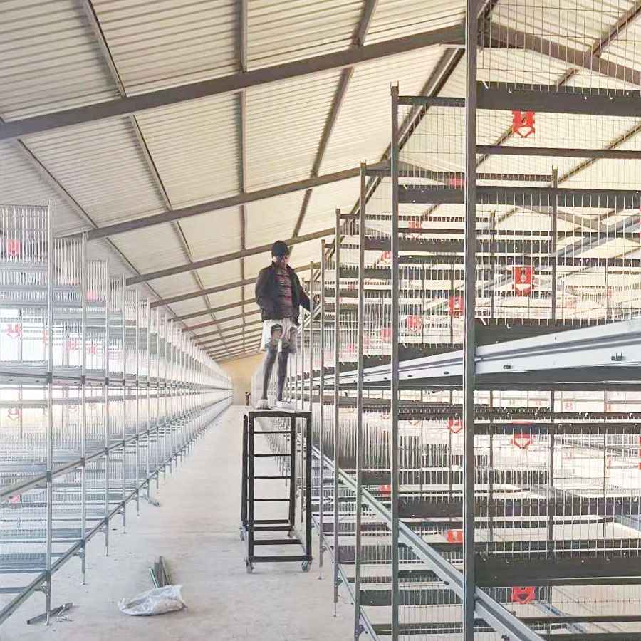 Selection Guide for 20,000 Laying Hens: H-Type Stacking Cage System